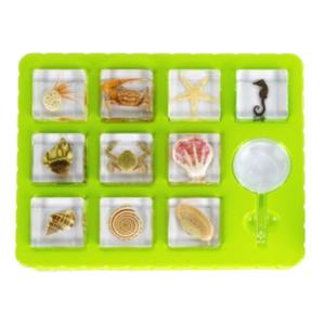 Espécimen de taxidermia con pisapapeles de Ocean World en resina, regalo del insecto, recursos didácticos, juguetes naturales, suministros educativos - Product Image 2