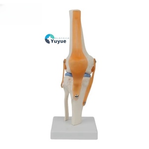유연한 <span class=keywords><strong>PVC</strong></span> 무릎 관절 모델 병원 및 훈련을위한 인대 및 반월 상 연골이있는 의료 기능 골격 - Product Image 1