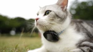 IP67 Водонепроницаемый мини 4G LTE ошейник для домашних животных <span class=keywords><strong>GPS</strong></span> локатор голосового положения в режиме реального времени SIM-карты смарт-Hound <span class=keywords><strong>Cat</strong></span> Dog <span class=keywords><strong>GPS</strong></span> трекер - Product Image 2