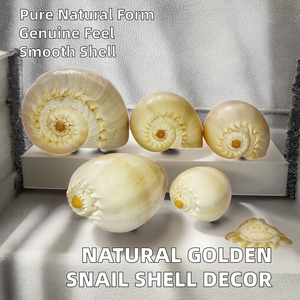 เปลือกหอยธรรมชาติขัดเงา สำหรับตกแต่งบ้านและสะสมตัวอย่าง - Product Image 2
