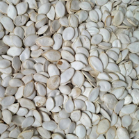Graines de citrouille blanche neige 11mm, vente en gros, à bas prix