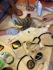 Produsen <span class=keywords><strong>Monitor</strong></span> Aliran Darah Ultrasound <span class=keywords><strong>Doppler</strong></span> Dokter Hewan Akurasi Tinggi DS-200 - Product Image 4