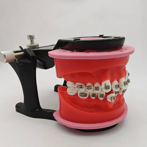 Mô hình chỉnh răng với khung nha khoa chỉnh nha cho sinh viên y khoa thực hành - Product Image 4