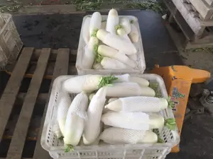 Chinese Factory Supply Fresh Organic Vegetables Radish White Green Fruit Radish Price From China For Sale