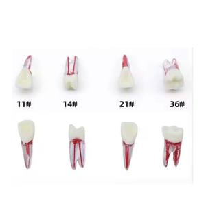 Медицинская Стоматологическая эндодонтическая модель для лечения корневых каналов - Product Image 2
