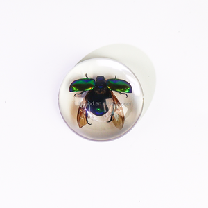 Résine Artisanat Taxidermie Insectes en Résine Transparent Acrylique Souvenirs Insectes Faits À La Main Véritables Insectes Spécimens Beetle - Product Image 3