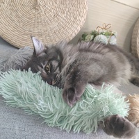 En stock, vente en gros, personnalisable : Jouet interactif en peluche pour chat, coussin à chaton, avec herbe à chat, sonore et à effets sonores, pour le jeu des chatons
