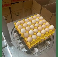 HN KR Chargeur automatique d'œufs en acier inoxydable de qualité alimentaire haute performance pour poulets/canards/cailles