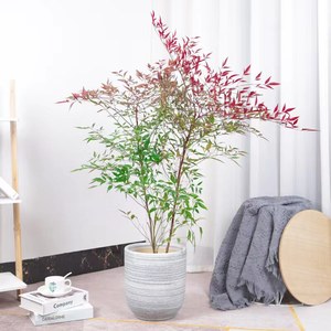 Bonsái de Nandina Flame Eight Hundred, Árbol Grande con Tronco Maduro, Ideal para Decoración de Interiores/Patio, Florece Todo el Año - Product Image 4
