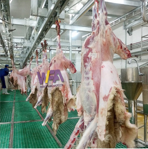 Ligne d'équipement d'abattage automatique des moutons, convoyeur de transformation de la viande, transformation alimentaire <span class=keywords><strong>halal</strong></span> internationale, <span class=keywords><strong>abattoir</strong></span> de moutons 500 - Product Image 5