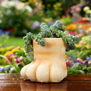 Adorable <span class=keywords><strong>pot</strong></span> à succulentes <span class=keywords><strong>en</strong></span> résine <span class=keywords><strong>en</strong></span> forme de patte de chat, <span class=keywords><strong>pot</strong></span> à fleurs unique <span class=keywords><strong>en</strong></span> forme de patte d'animal, <span class=keywords><strong>pot</strong></span> décoratif fantaisie pour la maison, le jardin ou le bureau - Product Image 5