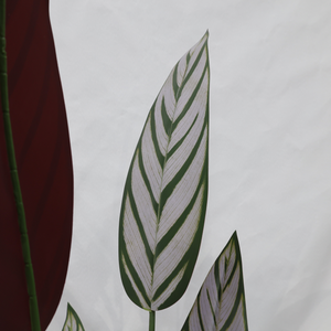 Pianta Artificiale Calathea <span class=keywords><strong>Majestica</strong></span> White Star Staccabile Realistica per Decorazione Interna di Casa, Ufficio e Hotel - Product Image 5