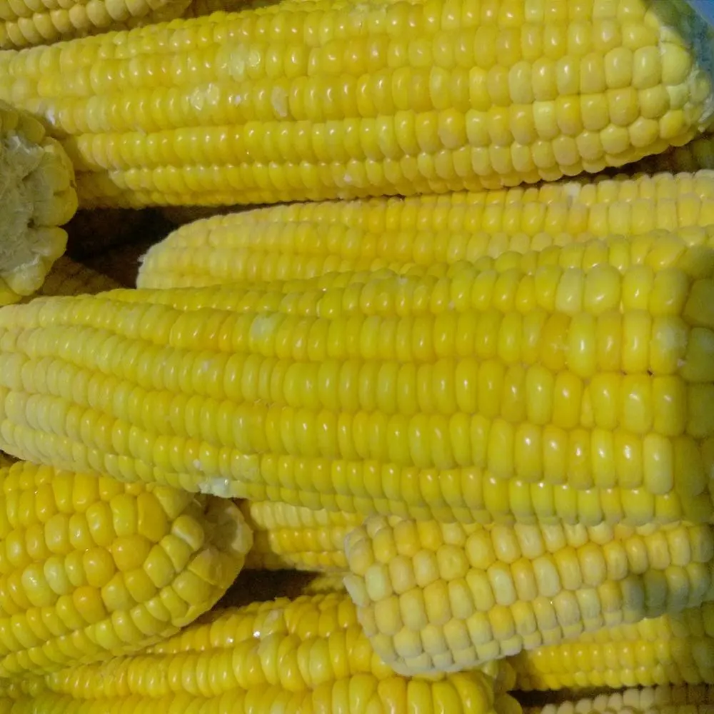Hochwertiger Dampf gefrorener Zucker mais für Cob aus China