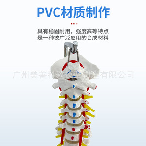 Ceinture vertébrale et pelvienne naturelle de 80 cm avec coloration des muscles, points d'origine et d'insertion musculaires, colonne vertébrale lombaire et bassin - Product Image 1