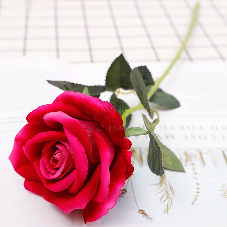 กุหลาบแดง