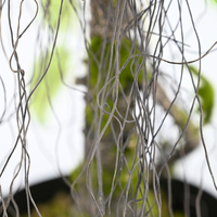 Plantes artificielles de 75 cm, arbre à raisin de différentes tailles avec fruits de raisin, arbre fruitier artificiel à vendre, décoration pour vergers intérieurs