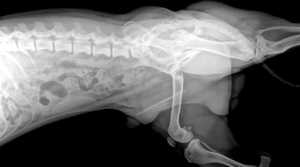 Pas cher prix FPD 17*17 ''détecteur à écran plat à rayons <span class=keywords><strong>X</strong></span> numérique pour vétérinaire et humain CSI pour le logiciel humain et vétérinaire - Product Image 6
