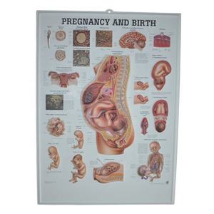 Affiches anatomiques 3D personnalisées, affiches d'enseignement scientifique médical pour mur - Product Image 6