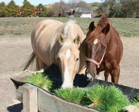 Système d'Hydroponie Automatique pour le Fourrage du Bétail/Des Moutons - Machine de Culture d'Herbe d'Orge de 7 Jours