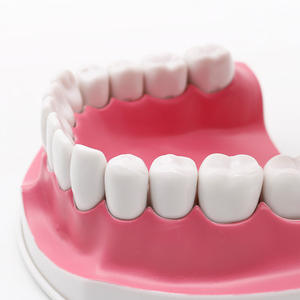 Modèles d'enseignement dentaire pour enfants de maternelle, modèles standard de dents pour l'hygiène bucco-dentaire, pour la pratique du brossage des dents, multi-usages - Product Image 3