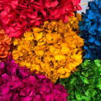 Fleur naturelle premium, véritable, durable, grande tête, hortensia à grandes feuilles, fleur séchée pour remplissage de boîte cadeau