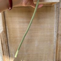 Bunga Protea Raja Buatan 63cm, Batang Tunggal, Mirip Asli, Grosir, untuk Dekorasi Rangkaian Bunga di Rumah, Ruang Tamu, Hotel