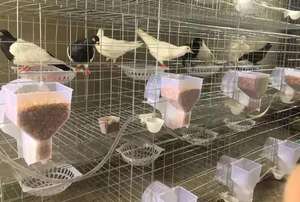 Gabbie per allevamento domestico di piccioni di nuovo Design gabbia per piccioni da corsa in vendita - Product Image 6