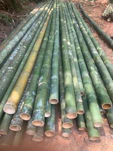 Heavy Duty Construction Bamboo Poles Large Diameter Structural Canes <b>For</b> Outdoor Project - Product Image 3