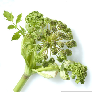 Angelica Sinensisエキス粉末多糖アンジェリカ根エキス粉末 - Product Image 5