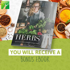 Deluxe Garden Gifts NON ogm Mini <span class=keywords><strong>il</strong></span> tuo basilico coriandolo prezzemolo salvia timo Herb Garden Organic Planting grow trays Kit Set - Product Image 3