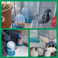 Abreuvoir et mangeoire automatiques en plastique pour pigeons, outil d'alimentation pour oiseaux bleus, bol à eau suspendu pour pigeons avec crochets