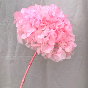 天然绣球花干准备勃艮第绣球花保存真正的新鲜婴儿粉色高端绣球花，用于婚礼活动装饰 - Product Image 5