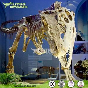Musée des sciences naturelles Modèle <span class=keywords><strong>de</strong></span> <span class=keywords><strong>squelette</strong></span> <span class=keywords><strong>de</strong></span> <span class=keywords><strong>dinosaure</strong></span> réel grandeur nature - Product Image 4