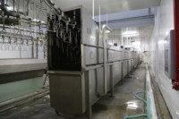 Équipement d'abattage au prix d'usine, machine automatique d'échaudage et d'épluchage des poulets