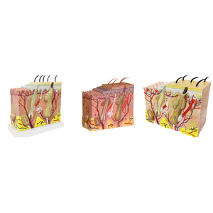 Modèles médicaux ADA modèle de peau en PVC de vente chaude en tailles de vie 35x 50x 70x pour l'enseignement médical - Product Image 1