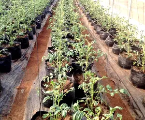 Uv schwarz kunststoff wachsen taschen mit pre-gestanzt löcher für gewächshaus pflanzen