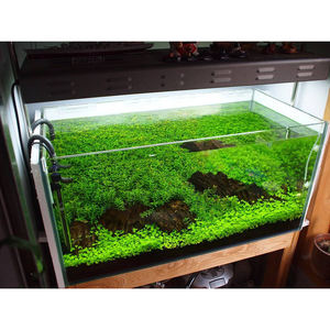 Substrat d'aquarium, terre naturelle noire et boue pour plantes aquatiques, 1 kg, support pour plantes, décoration d'intérieur, aquarium - Product Image 6