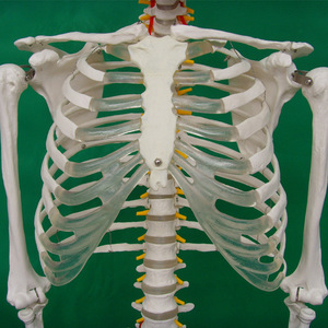 Squelette humain avec l'indication des origines et des terminaisons des muscles, peint à la main, 170 cm, modèle humain simulé de qualité médicale - Product Image 3