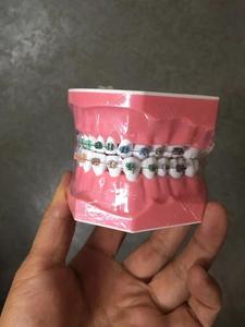 Demostración de cepillado dental, modelo dental 1:1, tamaño estándar con dientes individuales para mostrar hilo dental - Product Image 4