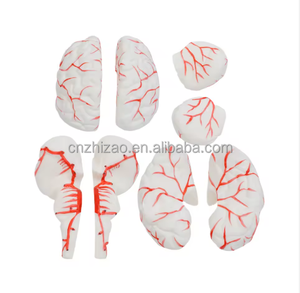 หุ่นจำลองกายวิภาคสมองขนาดเท่าของจริง (8 ส่วน พร้อมฐาน) - แบบจำลองการสอนทางการแพทย์ขั้นสูงทำจาก PVC สำหรับใช้ในโรงเรียนและโรงพยาบาล - Product Image 2
