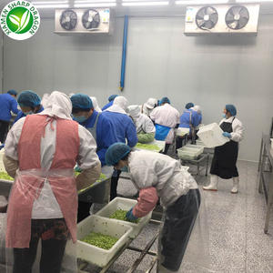 Fagioli Verdi Sgusciati IQF Surgelati di Grado A, Confezione all'Ingrosso, Verdure Fresche dalla Cina - Product Image 4