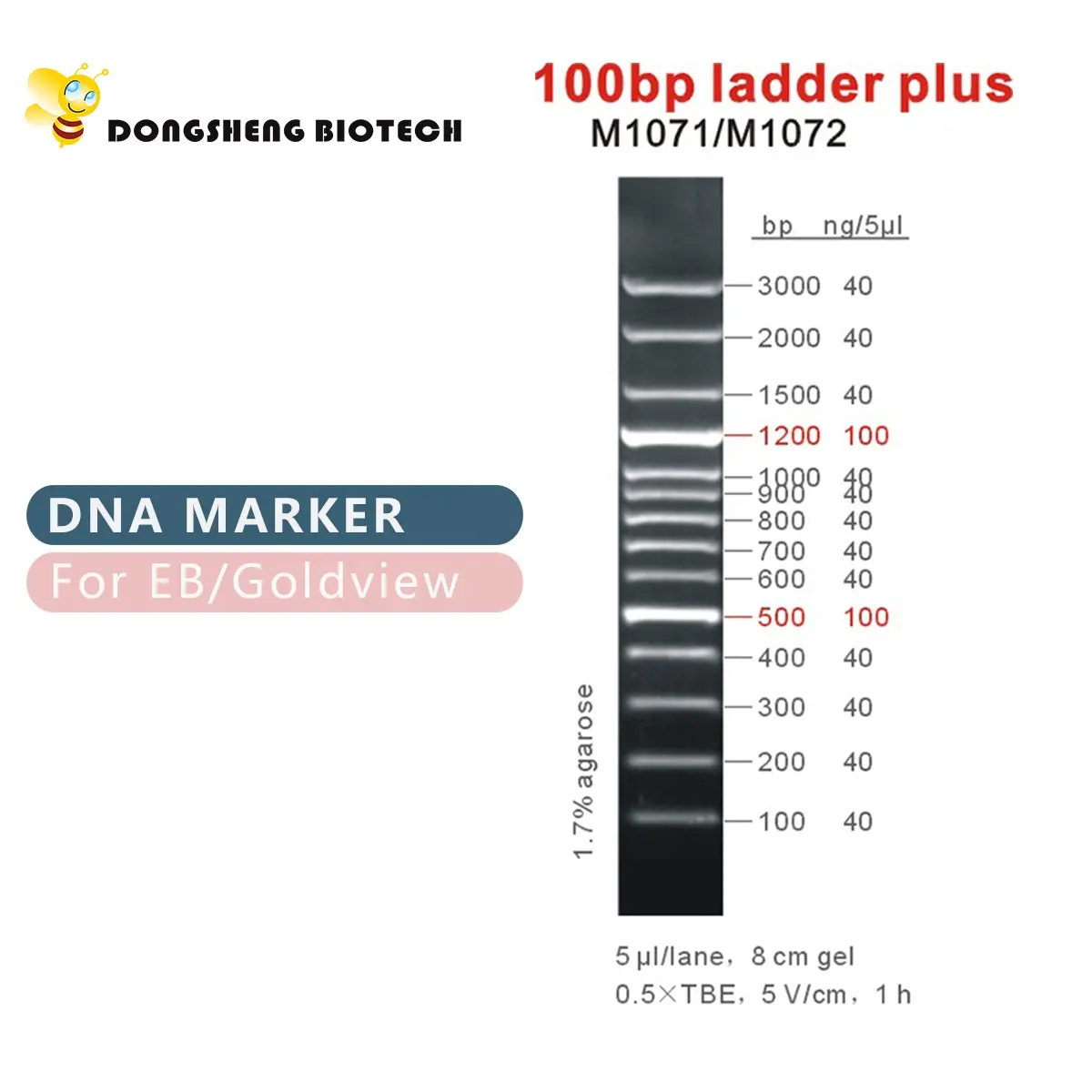 100bp DNA merdiveni artı, işaretleyici, üretici fiyat, toplu/OEM, 100bp-3000bp M1071/M1072