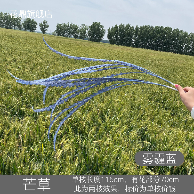 Miscanthus brume bleu