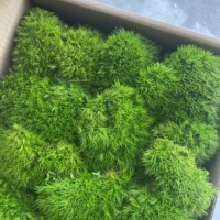 Coussin en mousse stabilisée écologique, boule de mousse naturelle verte préservée pour décoration murale artistique DIY et table de Pâques