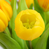 Vente en gros d'usine, bouquet de tulipes en PU au toucher réel de 30 cm, tulipes artificielles en bouquet pour mariage, décoration florale pour la maison