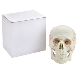Chất lượng tốt sọ mô hình hỗ trợ giảng dạy kích thước tự nhiên Giải Phẫu Cơ thể con người sọ mô hình y tế khoa học con người sọ Mô hình giải phẫu - Product Image 4