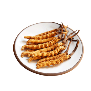 Poudre d'extrait de champignons Extrait de Cordyceps Militaris Suppléments à base de plantes Échantillon disponible Extrait de plante - Product Image 3