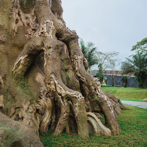 Su misura grande <span class=keywords><strong>albero</strong></span> di Ficus <span class=keywords><strong>albero</strong></span> della vita grande in fibra di vetro artificiale <span class=keywords><strong>casa</strong></span> <span class=keywords><strong>sull</strong></span>'<span class=keywords><strong>albero</strong></span> <span class=keywords><strong>per</strong></span> la decorazione esterna e la decorazione del paesaggio - Product Image 6