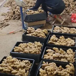 NEW CROP ORGANIC FRESH GINGER TO EXPORT WHOLESALE HIGH QUALITY GINGER