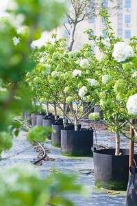 10-gallon không dệt phát triển túi cho trái cây và rau trồng cây cảm thấy chậu cho nấm & làm vườn - Product Image 6